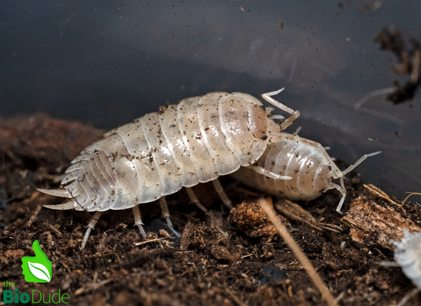 Porcellio Laevis "White Out" Isopods FREE SHIPPING