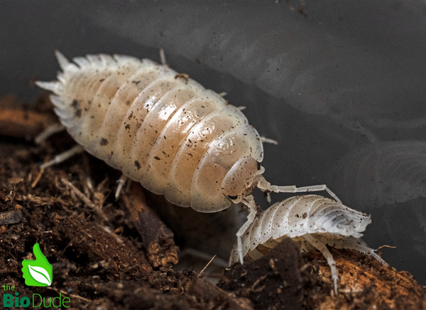 Porcellio Laevis "White Out" Isopods FREE SHIPPING