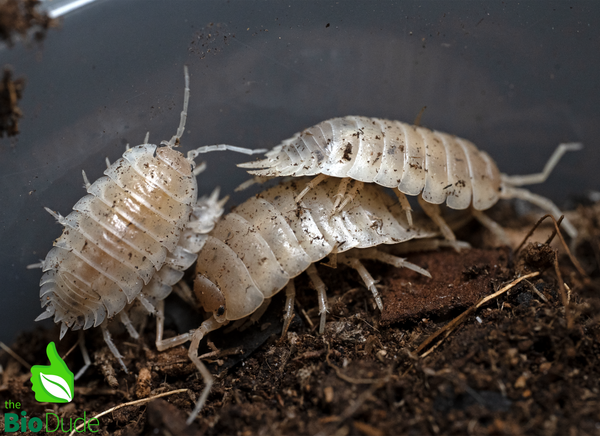 Porcellio Laevis "White Out" Isopods FREE SHIPPING