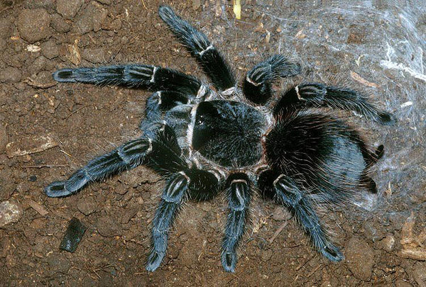 Lasiodora parahybana – Brazilian Salmon Pink Birdeater | Massive New World Giant | TDE
