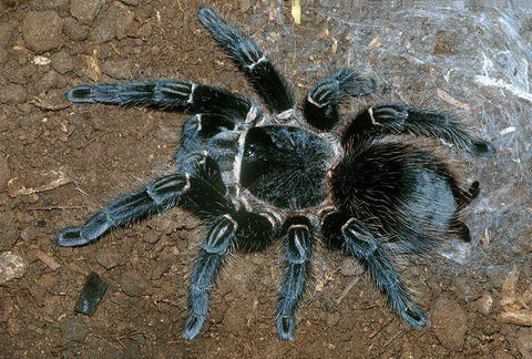 Lasiodora parahybana – Brazilian Salmon Pink Birdeater | Massive New World Giant | TDE