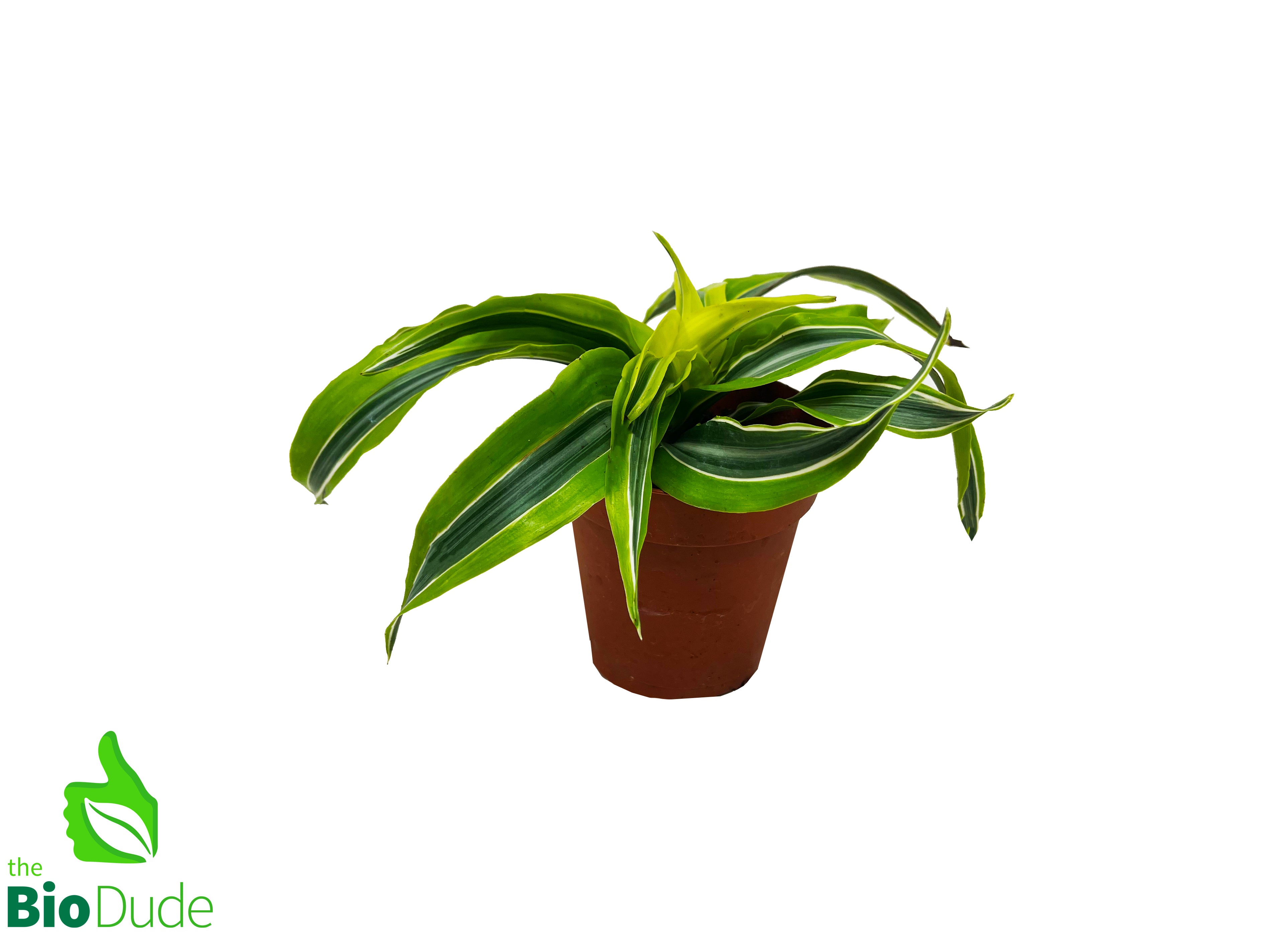 lemon surprise dracaena care 4" Pot Dracaena Lemon Surprise