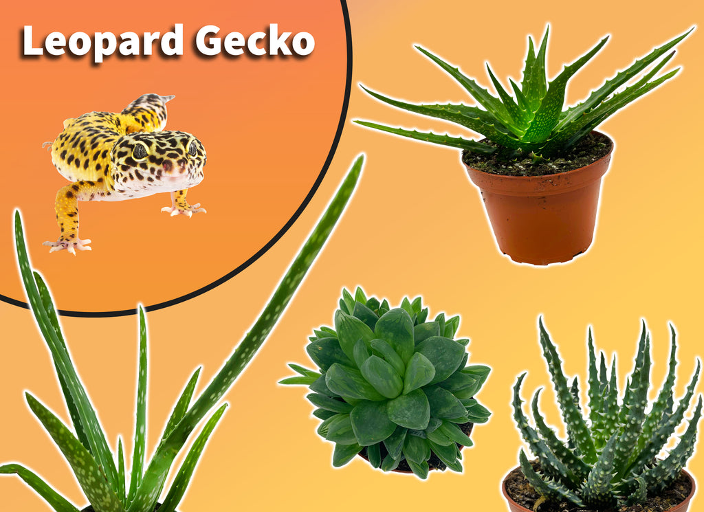 Leopard Gecko Starter Plant Pack