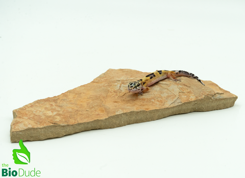 Leopard Gecko - Normal/High Yellow/Captive Bred, Eublepharis macularius