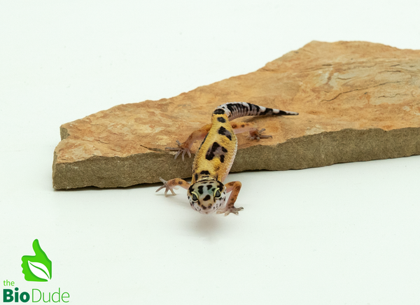 Leopard Gecko - Normal/High Yellow/Captive Bred, Eublepharis macularius
