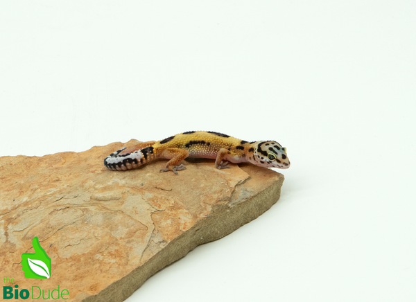 Leopard Gecko - Normal/High Yellow/Captive Bred, Eublepharis macularius