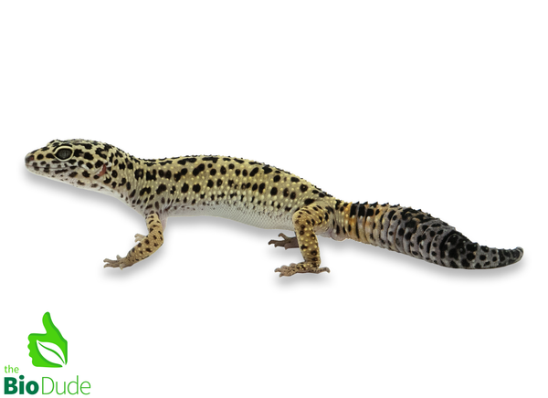 Eublepharis macularius (Captive Bred) | Leopard Gecko