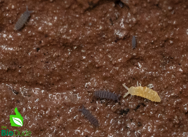 Springtails - Lilac X Albino Temperate  Environments - 8 ounce container FREE SHIPPING