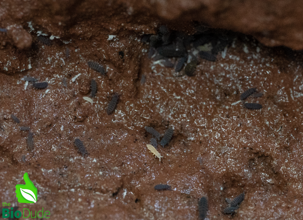 Springtails - Lilac X Albino Temperate  Environments - 8 ounce container FREE SHIPPING