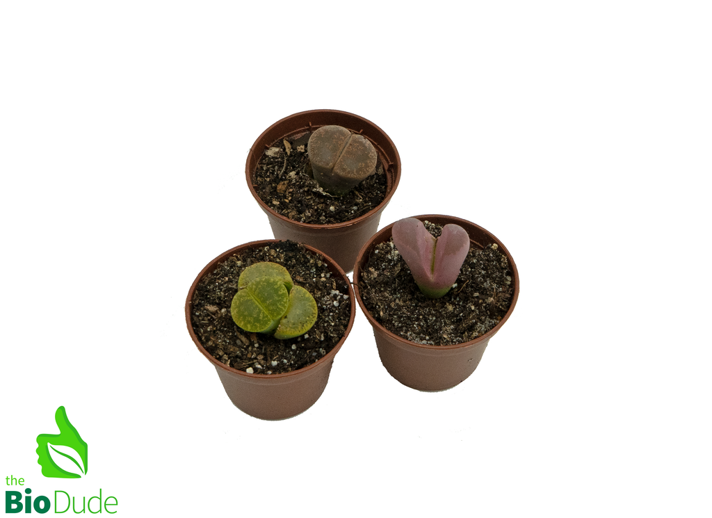 2" Pot Lithops (Living Stones)