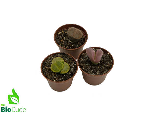2" Pot Lithops (Living Stones)