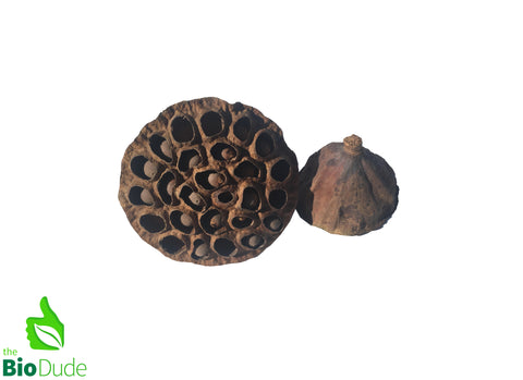 Lotus Seed Pod