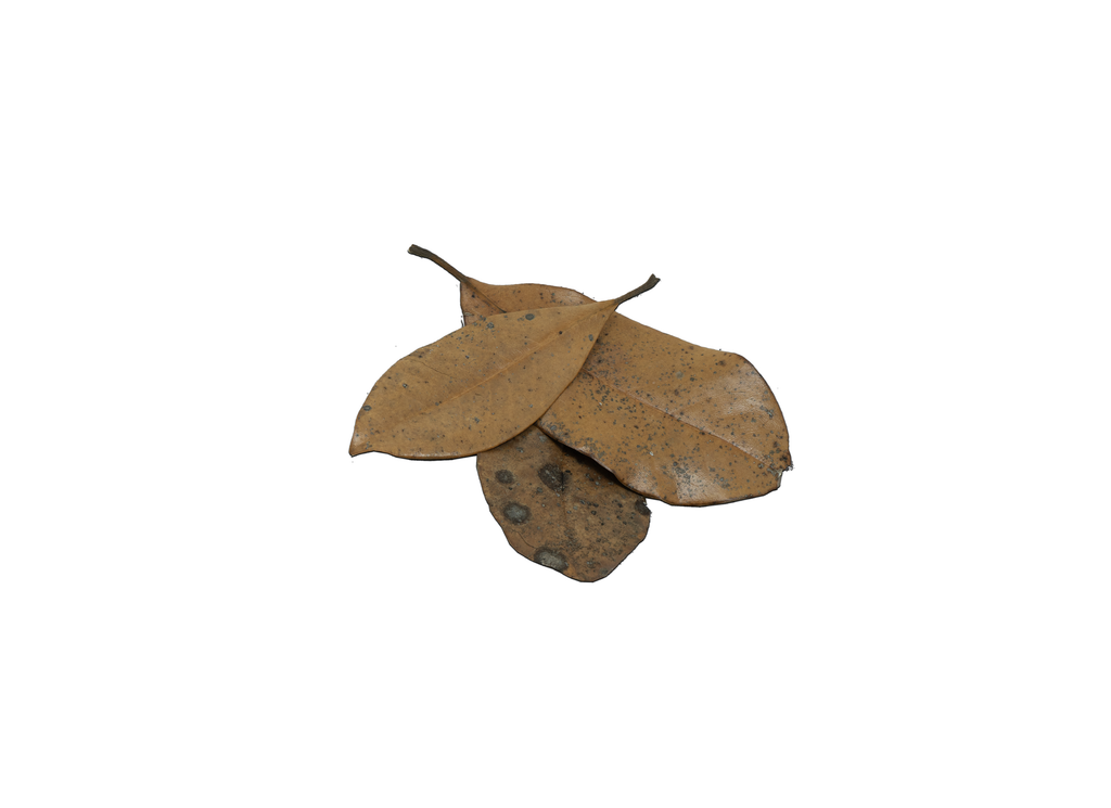 Bio Dude Leaf Litter - Magnolia Leaves