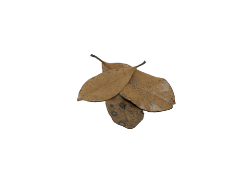 Bio Dude Leaf Litter - Magnolia Leaves