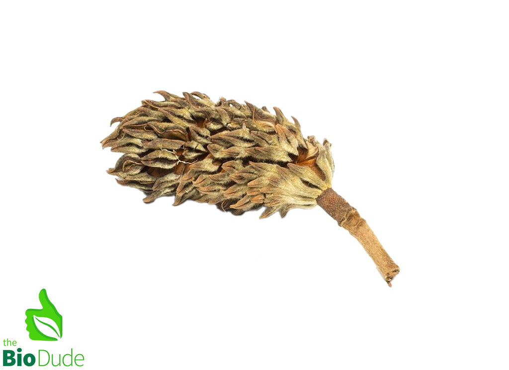 Magnolia Seed Pod