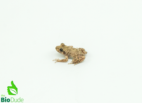 Majorcan Midwife Toad