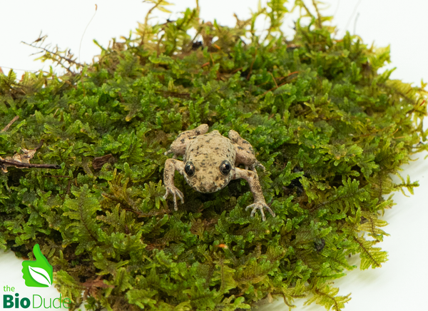 Majorcan Midwife Toad