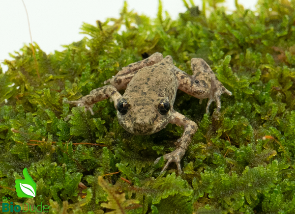 Majorcan Midwife Toad
