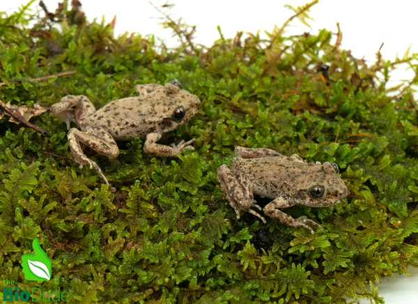 Majorcan Midwife Toad
