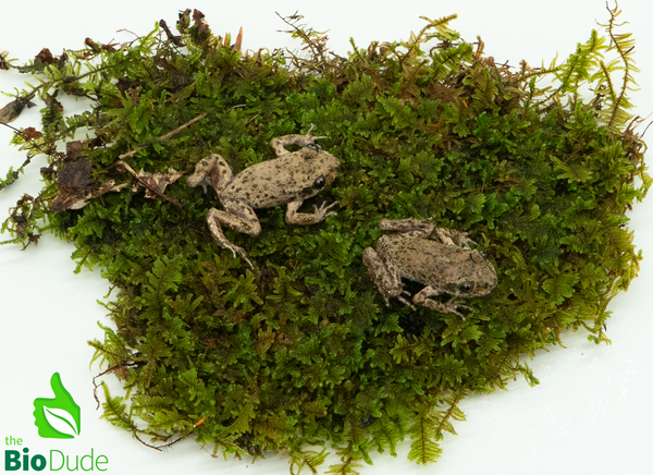 Majorcan Midwife Toad