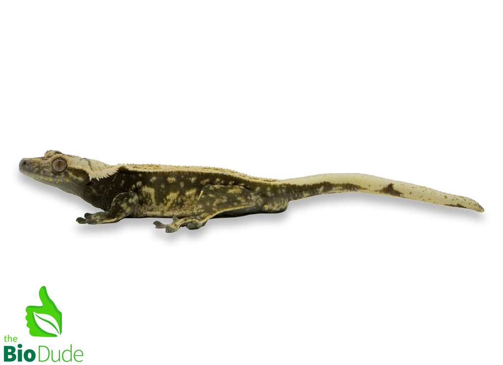 Correlophus ciliatus (captive-bred) | Crested Gecko - Adult Male