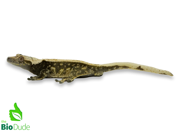 Correlophus ciliatus (captive-bred) | Crested Gecko - Adult Male