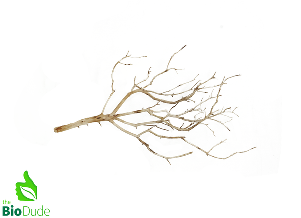 Natural Manzanita Full Branch(Sandblasted) - Intricate