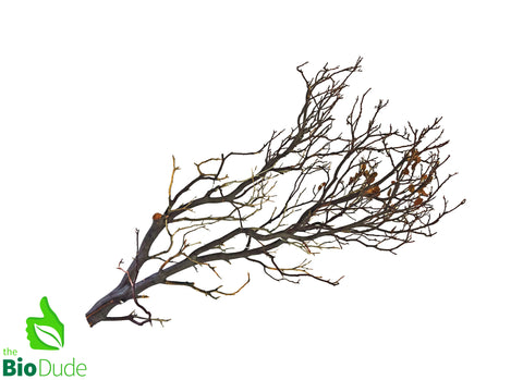 Natural Manzanita Full Branch(DARK) - Intricate