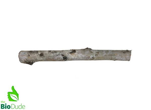 Birch Branch 100% natural and ethically sourced