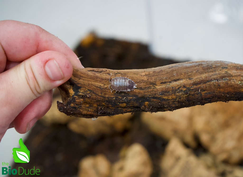 Bioshot Terra Fauna de Bio Dude