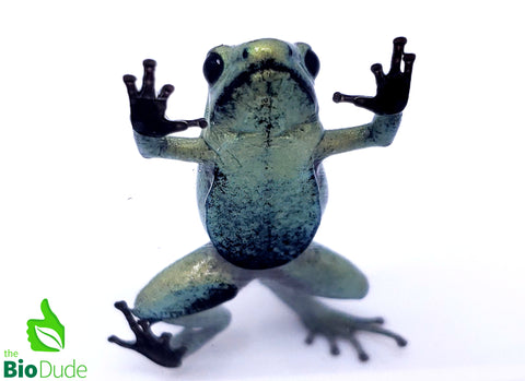Phyllobates terribilis ‘Mint’ froglet