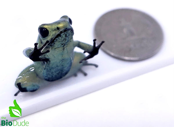 Phyllobates terribilis ‘Mint’ froglet