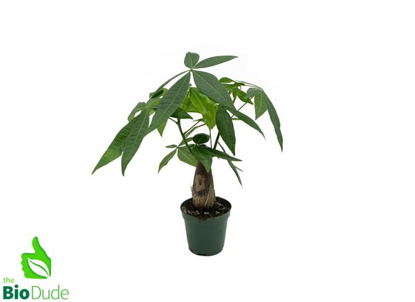 4" Pot Fortune Money Tree - Pachira