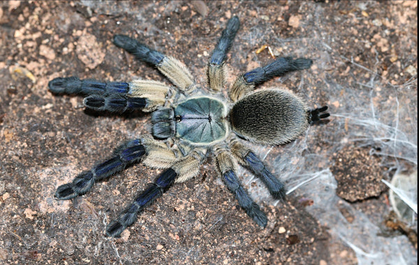 Monocentropus balfouri - Socotra Island Blue Tarantula for Sale | TDE