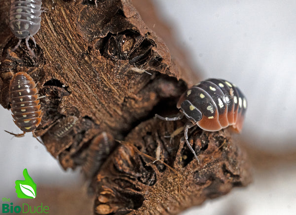 Armadillidium klugii "Montenegro/Clown" Isopods FREE SHIPPING