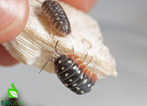 Armadillidium klugii "Montenegro/Clown" Isopods FREE SHIPPING