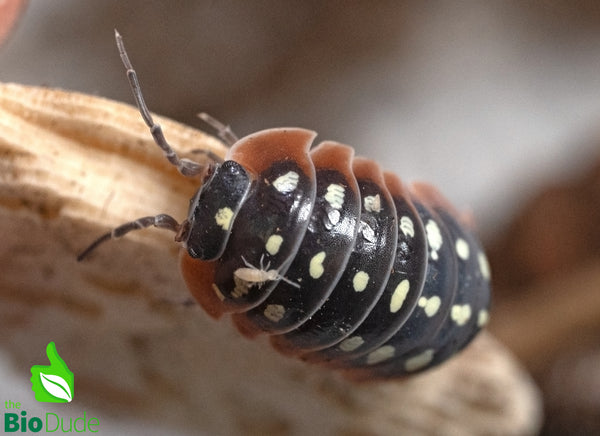 Armadillidium klugii "Montenegro/Clown" Isopods FREE SHIPPING