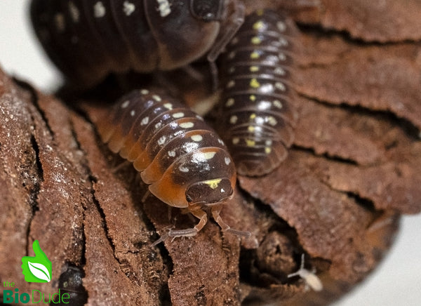 Armadillidium klugii "Montenegro/Clown" Isopods FREE SHIPPING