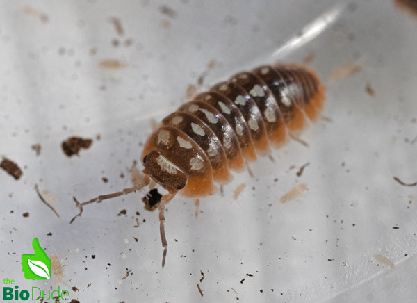 Armadillidium klugii "Montenegro/Clown" Isopods FREE SHIPPING