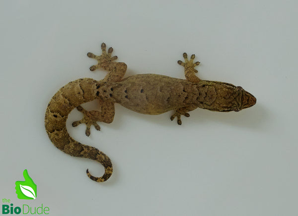 Captive Bred Mourning Gecko