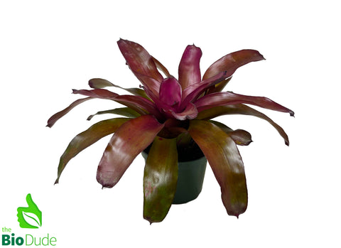 5" Pot Bromeliad Neoregelia Grapevine