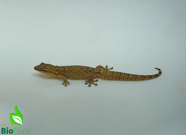 Captive Bred Mourning Gecko