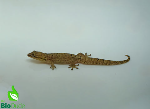 Captive Bred Mourning Gecko