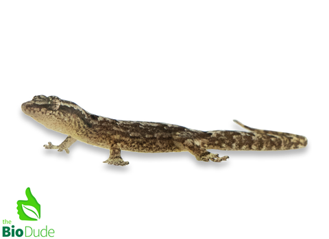 Lepidodactylus lugubris (captive-bred) | Hawaiian Mourning Geckos