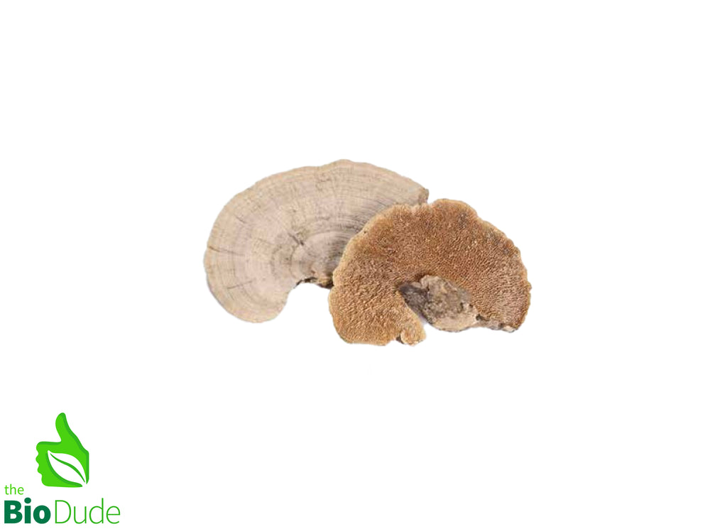 Sponge Mushroom 1 piece