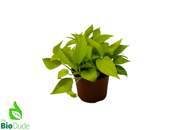 6" Pot Neon Pothos