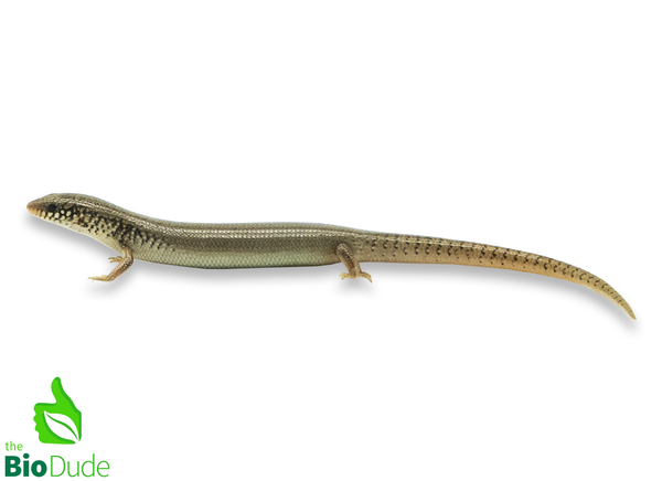 Chalcides Ocellatus - Ocellated Skink - Juvenile