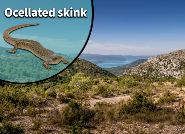 Ocellated Skink (Chalcides Occelatus) Bioactive vivarium kit