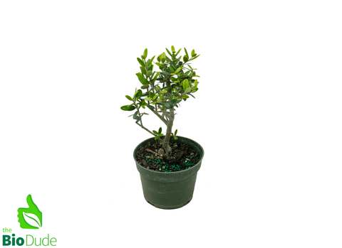 4" Pot Bonsai European Olive Starts