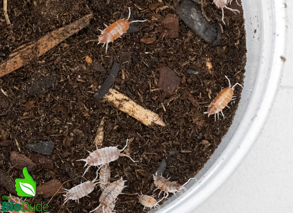 Porcellionides pruinosus "Orange Cream" Isopods FREE SHIPPING